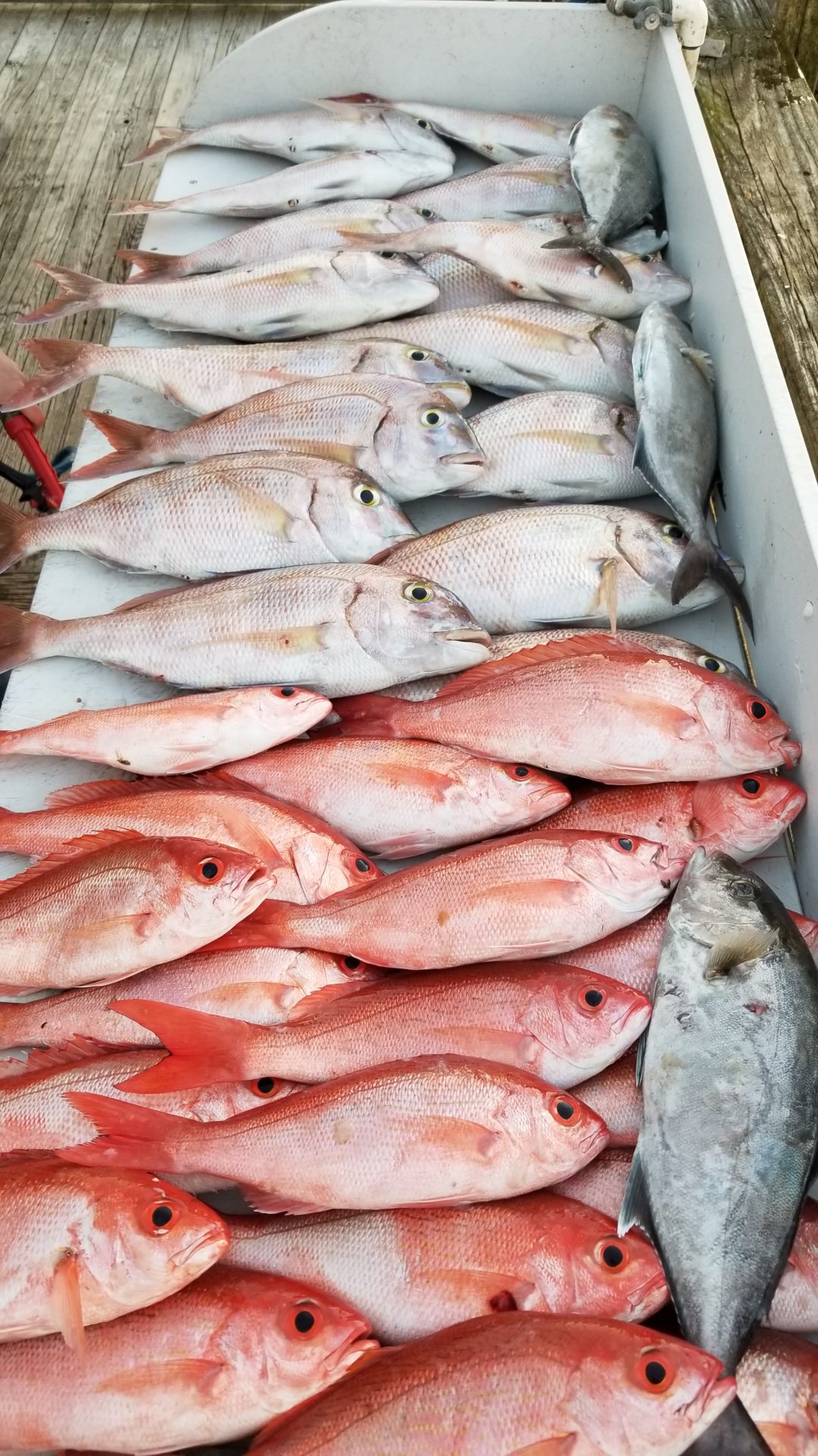Grouper and Black Sea Bass Team Buck Rogers Jacksonville Offshore Fishing